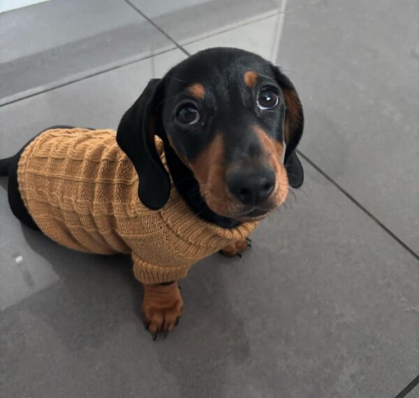 Theo