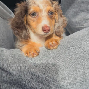 Bella