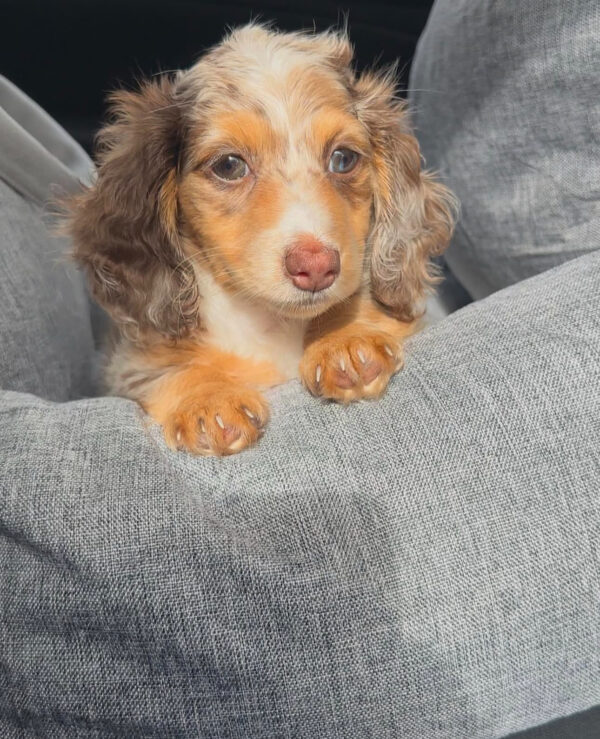 Bella